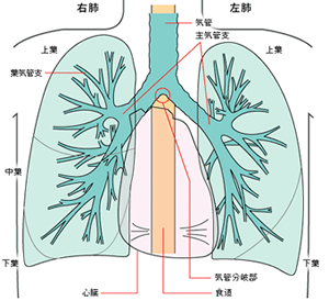 肺の構造