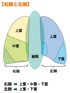 肺の構造